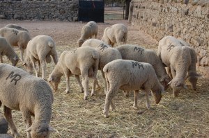 rebaño ovejas andalucia