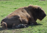bisontes zoo santillana